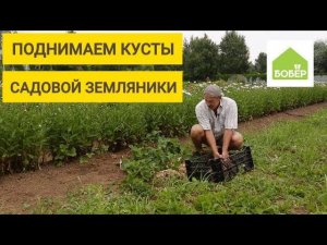 Два способа поднять кусты садовой земляники