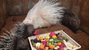 Семейство дикобразов /колючки подросли (домашний и ласковый дикобраз)