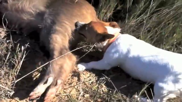 Jack Russell mordiendo un jabalí. Lo que hace cuando se le dice: ¡Qué se escapa! смотреть онлайн
