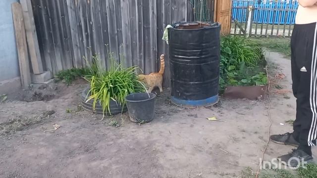 Я плохо отношусь к цветам !?У нас невозможная жара /Первый огурчик / смотреть онлайн