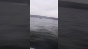 Волжанка 46 Fish 50л.с против прогресса 4 60л.с и Амура 115л.с