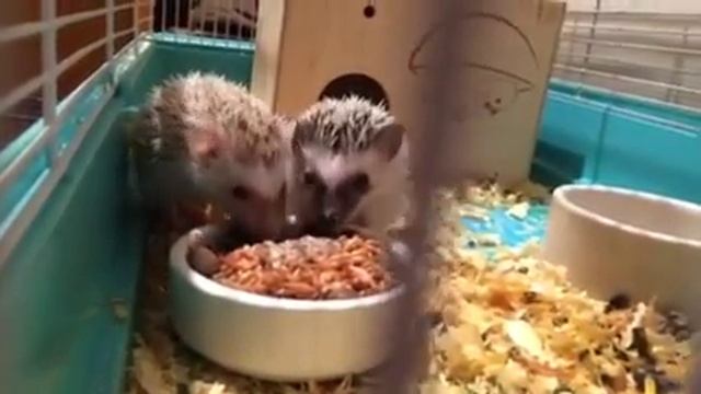 Ежики карликовые африканские смотреть онлайн