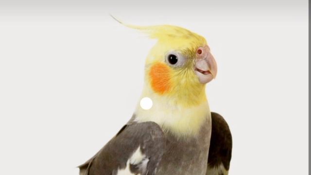 папугаи корела? учим петь cockatiel parrot sing #корелла????❤️ смотреть онлайн