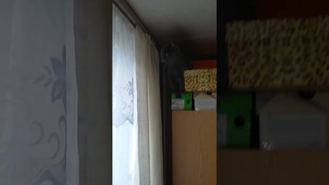 Кошка В роли ЧЕЛОВЕКА ПАУКА смотреть онлайн