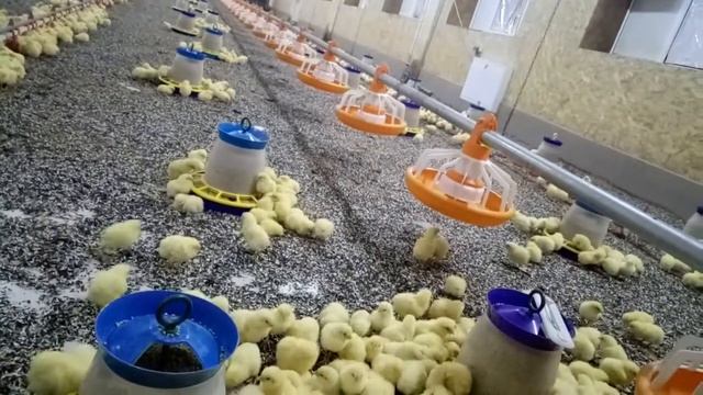"Жар Птица" птицефабрика Краснодар смотреть онлайн