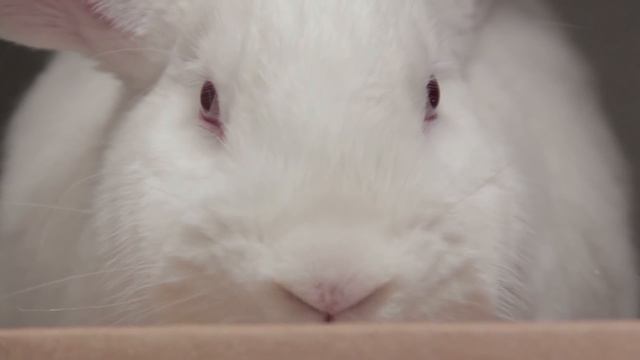 Animals We Are Glad Are EXTINCT смотреть онлайн