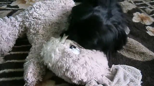 Пекинес = играет смотреть онлайн