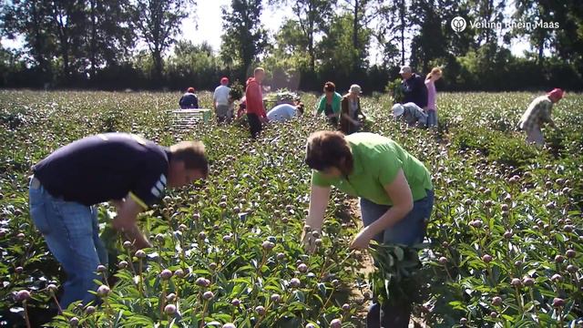 Daniels Paeonien im Rampenlicht смотреть онлайн