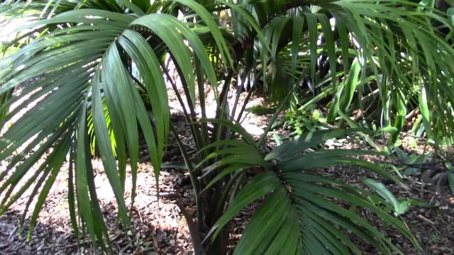 Howea belmoreana Palm смотреть онлайн