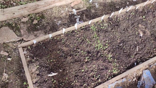 В теплице уже подрастает первый урожай / Обзор огорода /обзор рассады смотреть онлайн