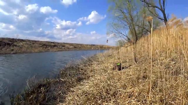 Рыбалка на боковой кивок весной. Сколько же их в этой луже! Ловля ротана на куриную кожу и силикон. смотреть онлайн