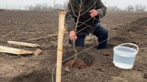 Посадка интенсивного сада на карликовых подвоях, саженцами яблони Книп-Баум и однолетней груши