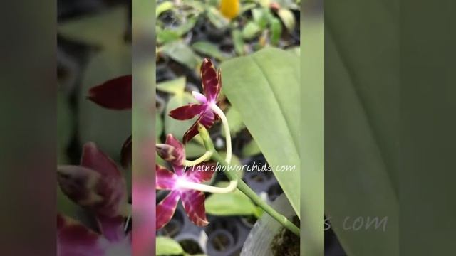 QM227 Phal. bastianii смотреть онлайн