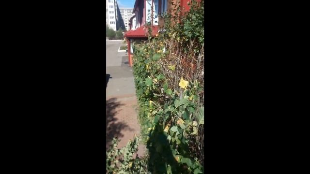 Изгородь из боярышника смотреть онлайн