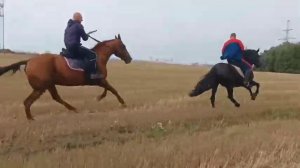 Полевой галоп