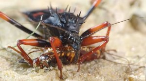 Жук убийца высасывающий внутренности своих жертв