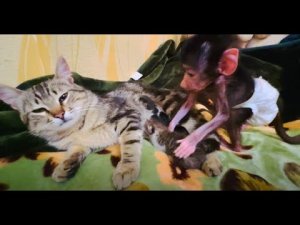 ВЫ ТАКОГО НЕ ВИДЕЛИ! Обезьянка Люся помогает папе-коту ухаживать за котятами!