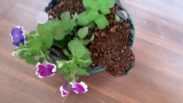 How to grow petunia flower plant /full care with tips&tricks/organic fertilizer /in telugu смотреть онлайн