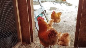 ЛЕЧИМ ПЕТУХУ ОБМОРОЖЕННЫЙ ГРЕБЕНЬ БЫСТРО И ЭФФЕКТИВНО