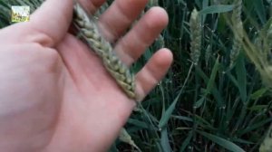 ХЛЕБ - всему голова. От зернышка до хлебушка. Видеофрагмент интегрированного урока.