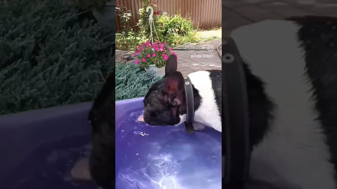 #frenchbulldog #bulldog #buldoguefrances #bulldogs смотреть онлайн