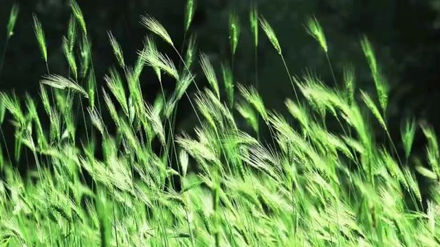 Gouvy 1874 Requiem смотреть онлайн