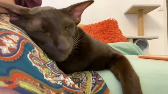 Ориентальная кошка🐈⬛lСон ориентала в летнюю ночьlСмешные котыlРжач с котами😂 смотреть онлайн