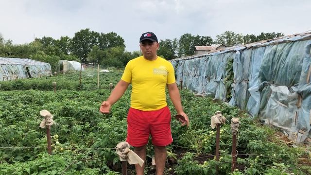 Четыре самых выгодных культуры овощей которые пользуются большим спросом ???? смотреть онлайн