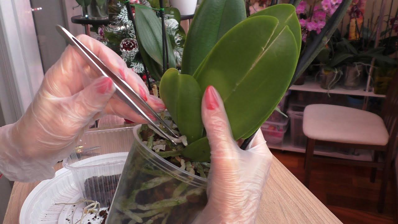 Я её КУПИЛА. РАБОТА С НОВОЙ ОРХИДЕЕЙ. смотреть онлайн