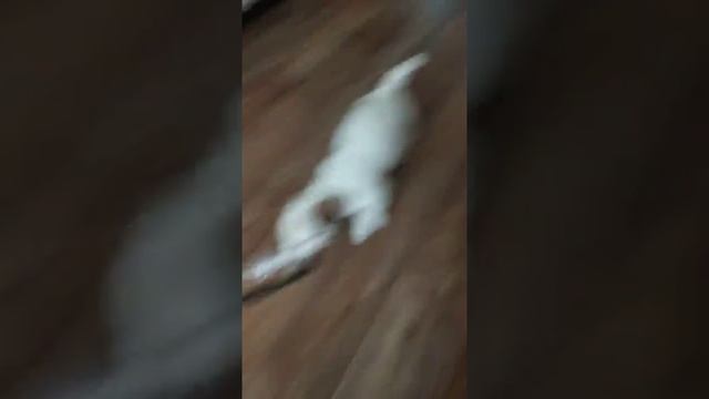 Щенок Джек Рассела 1,5месяца смотреть онлайн