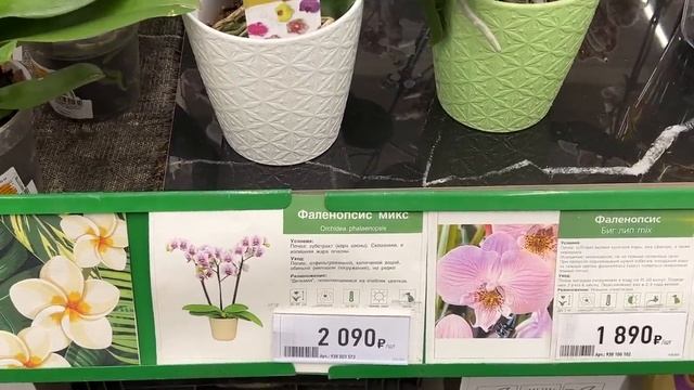 Леди Мармелад, Попугай, Дикий Кот, Поттер ... море редких орхидей скромно стоят в Бауцентре ) смотреть онлайн