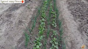 ?Сорта редиса, которые мы выбираем