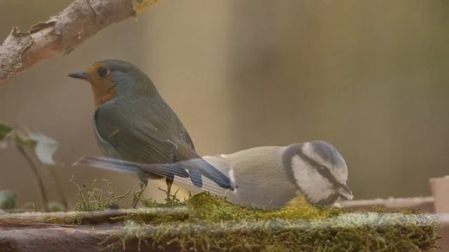 Расслабляющая нежная музыка с пение птиц. Пение птиц успокаивает нервную систему. Relaxing sounds. смотреть онлайн
