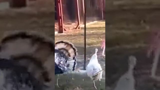 Индюк танцует лезгинку смотреть онлайн