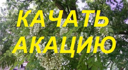 Качаем мед белой акации.Пчеловодство и удалитель пчел.Варианты установки удалителя пчел. смотреть онлайн