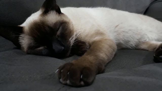 Мурчание кота, звук для сна и медитации. | Purring cat 3 hours of sound for sleep and meditation смотреть онлайн