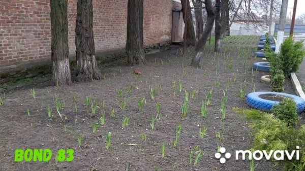 Реальная Белка.Два хвоста.