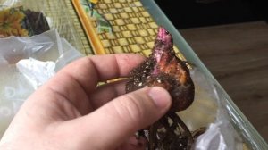 Обзор луковиц Лилий ОТ гибридов от фирмы Поиск и Гаршинка