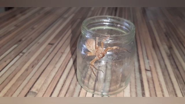 Los Bichos De Yetzali (araña Sparassidae Curicaberis)