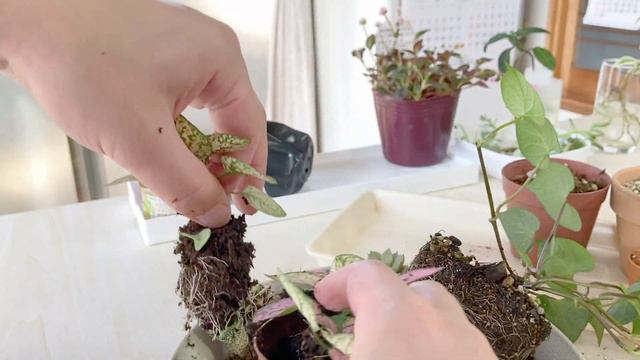 【超簡単】サボテン･多肉植物を水耕栽培化します！｜How to Grow Cactus Hydroponically смотреть онлайн