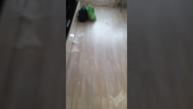 Моя кошка Мила нашла чем без меня заняться.😄😊 смотреть онлайн
