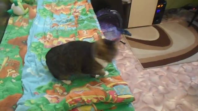 Топ-5 типов людей, при виде животных смотреть онлайн