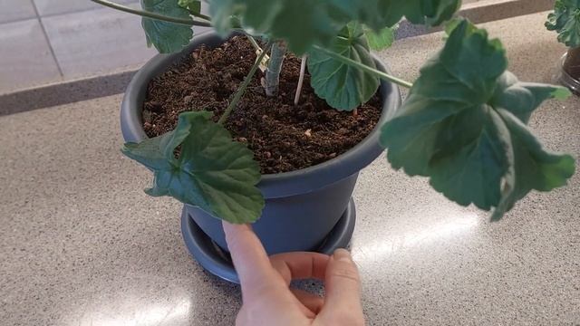 Lili's Rosella,  Lili's Fiona, Cara Claudia!Разбор  дорогущих шведских новинок!!