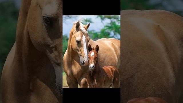 Мир красивых лошадок! ❤️❤️??????? смотреть онлайн