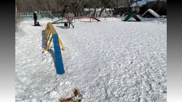 Спорт группа Кинолог смотреть онлайн