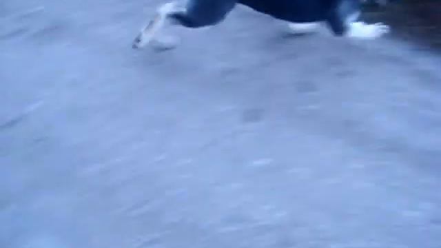 Питомник ВЕОЛАР смотреть онлайн