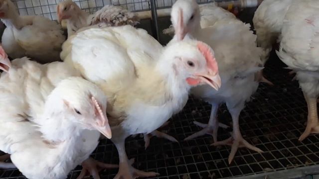 Мясо-яичный кросс хаббард JA 987. ....пробуем. смотреть онлайн