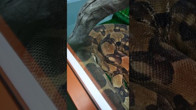 Удав обыкновенный смотреть онлайн