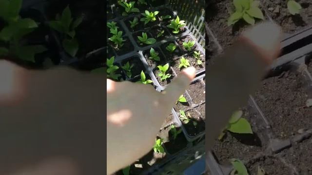 Черенкование гортензий метельчатых  почкой от обрезки до укоренения в р9 .