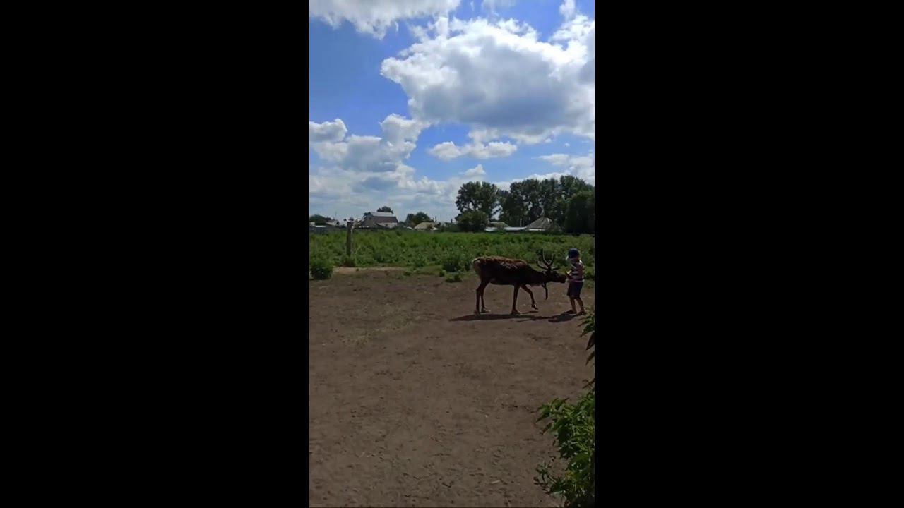 Павлинья ферма. Бизнес-прогулка смотреть онлайн